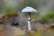echte kopergroenzwam (stropharia aegurinosa) 10-2024 1336